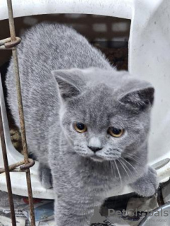 Photo №1. british shorthair - for sale in the city of Nuremberg | 423$ | Announcement № 119438