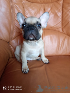 Photo №2 to announcement № 13327 for the sale of french bulldog - buy in Spain private announcement