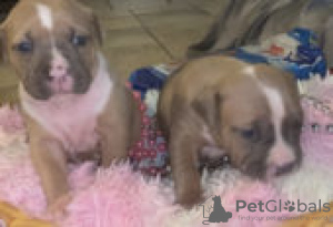 Photo №3. American XL Bully Puppies for sale. Germany