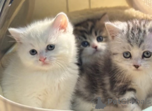 Photo №2 to announcement № 161193 for the sale of munchkin - buy in Germany 