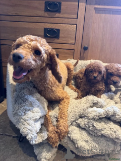 Photo №2 to announcement № 175709 for the sale of poodle (toy) - buy in Germany private announcement