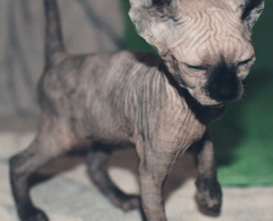 Photo №2 to announcement № 1293 for the sale of sphynx-katze - buy in Russian Federation breeder