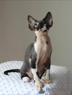 Photo №2 to announcement № 173215 for the sale of cornish rex - buy in Austria private announcement, breeder