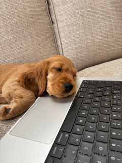 Photo №2 to announcement № 157996 for the sale of english cocker spaniel - buy in Germany private announcement