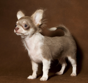 Photo №1. chihuahua - for sale in the city of Москва | 470$ | Announcement № 3838