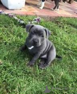 Photo №2 to announcement № 169503 for the sale of staffordshire bull terrier - buy in Finland breeder