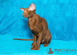 Photo №2 to announcement № 80747 for the sale of oriental shorthair - buy in Russian Federation from nursery