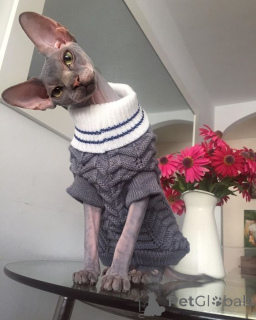 Photo №1. bambino - for sale in the city of Aizlingen | 465$ | Announcement № 158829