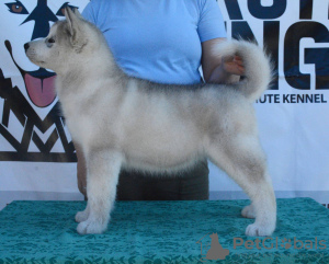 Photo №2 to announcement № 108947 for the sale of alaskan malamute - buy in Serbia 