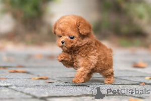 Photo №1. poodle (dwarf), poodle (toy) - for sale in the city of GoldenStedt | 2168$ | Announcement № 159557