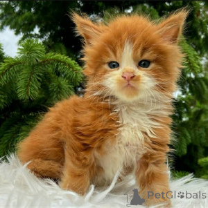 Photo №2 to announcement № 136295 for the sale of maine coon - buy in South Africa breeder