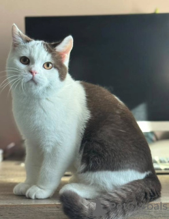Photo №2 to announcement № 155692 for the sale of british shorthair - buy in Netherlands private announcement