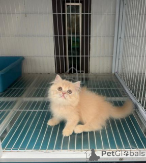Photo №1. minuet cat longhair - for sale in the city of Munich | 310$ | Announcement № 174601