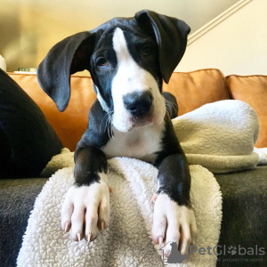 Photo №1. great dane - for sale in the city of Karlovy Vary | 581$ | Announcement № 80536