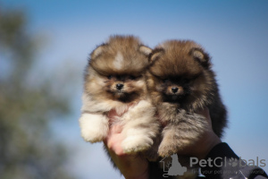Photo №1. pomeranian - for sale in the city of Vitebsk | 453$ | Announcement № 104062
