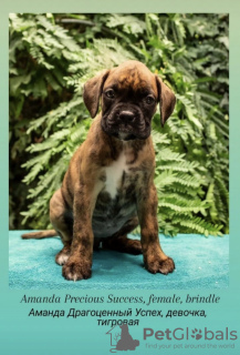 Photo №3. Club German Boxer Puppies. Uzbekistan