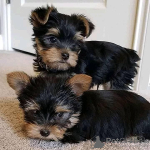 Photo №2 to announcement № 24390 for the sale of yorkshire terrier - buy in Austria 