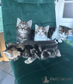 Photo №1. norwegian forest cat - for sale in the city of Lindau | 361$ | Announcement № 169829