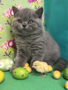 Photo №2 to announcement № 6263 for the sale of british shorthair - buy in Russian Federation from nursery, breeder