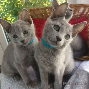 Photo №1. russian blue - for sale in the city of Kilpisjärvi | 419$ | Announcement № 84201