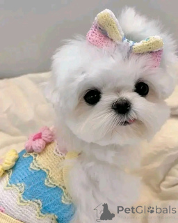 Photo №2 to announcement № 160059 for the sale of maltese dog - buy in Germany private announcement, from nursery