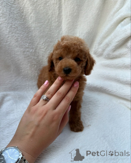 Photo №1. poodle (royal) - for sale in the city of Australia Playins | 350$ | Announcement № 147259