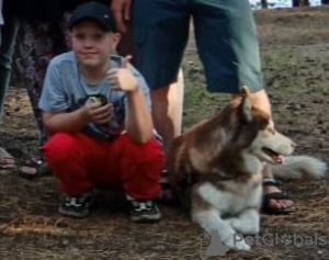 Photo №3. Husky puppies.. Russian Federation