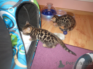 Photo №2 to announcement № 140659 for the sale of bengal cat - buy in Germany private announcement