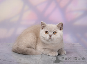 Photo №2 to announcement № 115055 for the sale of british shorthair - buy in Russian Federation private announcement