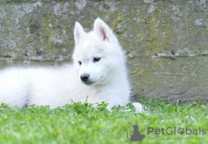 Additional photos: Siberian Husky puppies