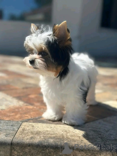 Photo №3. Toilet trained yorkshire terrier. France