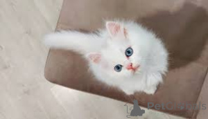 Photo №4. I will sell turkish angora in the city of Brussels. private announcement, breeder - price - 723$