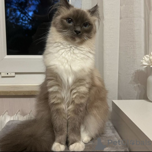 Photo №3. birman. Germany