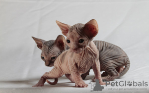 Photo №1. sphynx-katze - for sale in the city of Kiev | 37$ | Announcement № 11551