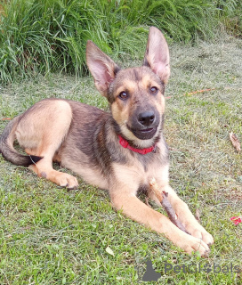 Photo №1. non-pedigree dogs - for sale in the city of Moscow river | Is free | Announcement № 146140