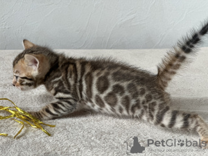 Additional photos: Bengal kittens from titled parents