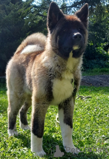 Photo №3. american akita. Poland