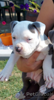 Photo №1. american staffordshire terrier - for sale in the city of Москва | negotiated | Announcement № 13609