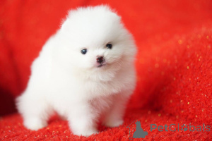 Photo №3. Pomeranian puppies. Belgium