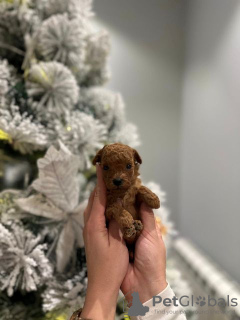 Additional photos: Miniature toy poodle