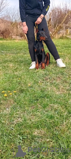 Additional photos: Doberman puppies for sale