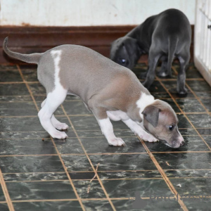 Photo №1. italian greyhound - for sale in the city of Gharb | negotiated | Announcement № 47601