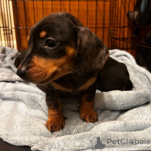 Photo №1. dachshund - for sale in the city of Leverkusen | negotiated | Announcement № 42512