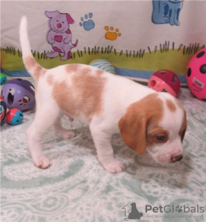 Photo №3. Beagle-Welpen ab sofort für ein neues Zuhause verfügbar.. Germany