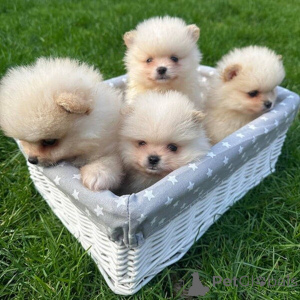 Photo №1. pomeranian - for sale in the city of Antwerp | negotiated | Announcement № 169651