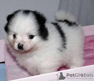 Photo №1. pomeranian - for sale in the city of Франкфурт-на-Майне | negotiated | Announcement № 124948