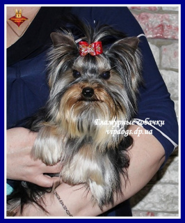 Photo №4. I will sell yorkshire terrier in the city of Kiev. from nursery - price - 2737$