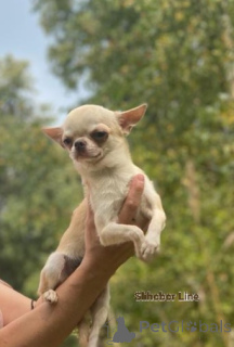 Photo №2 to announcement № 5525 for the sale of chihuahua - buy in Russian Federation private announcement