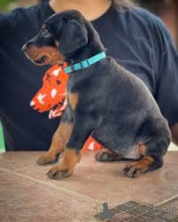 Photo №4. I will sell dobermann in the city of Vienna. private announcement, breeder - price - 1032$