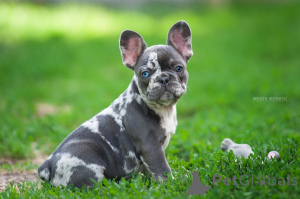 Photo №2 to announcement № 143402 for the sale of french bulldog - buy in Georgia 